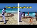 حقيقة ظهور الحيتان والاسماك السامه علي شواطئ مصر مشاهد حقيقيه و حصريه ل حوت الساحل حقيقة ظهور الحيتان والاسماك السامه علي شواطئ مصر مشاهد حقيقيه و حصريه ل حوت الساحل