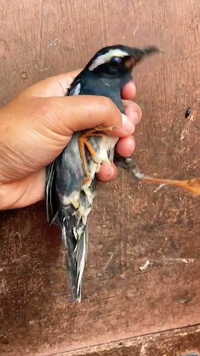 Burung Anis Siberia