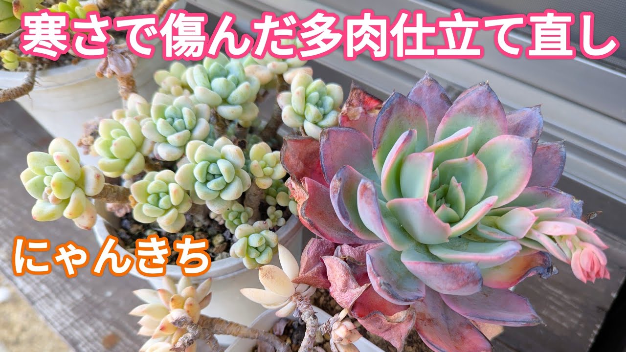 多肉植物】いよいよ春本番🌸寒さで傷んだ子ももう仕立て直して大丈夫