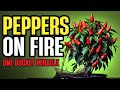 This simple worm tea hack turns pepper plants into yield machines