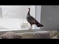 Homeowner wakes up to find wild turkey in living room