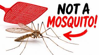 7 Reasons to NEVER Kill The Giant Mosquito (You’ve Been Lied To)