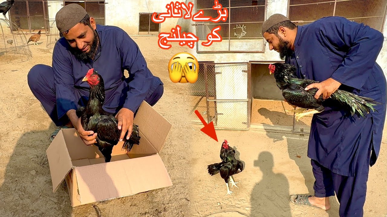 Pagal Lassani Ki Aseel Farm Men Entry 🫣 King Lassani Ko Challenge 🙈