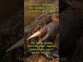 Platypus did something nobody expected