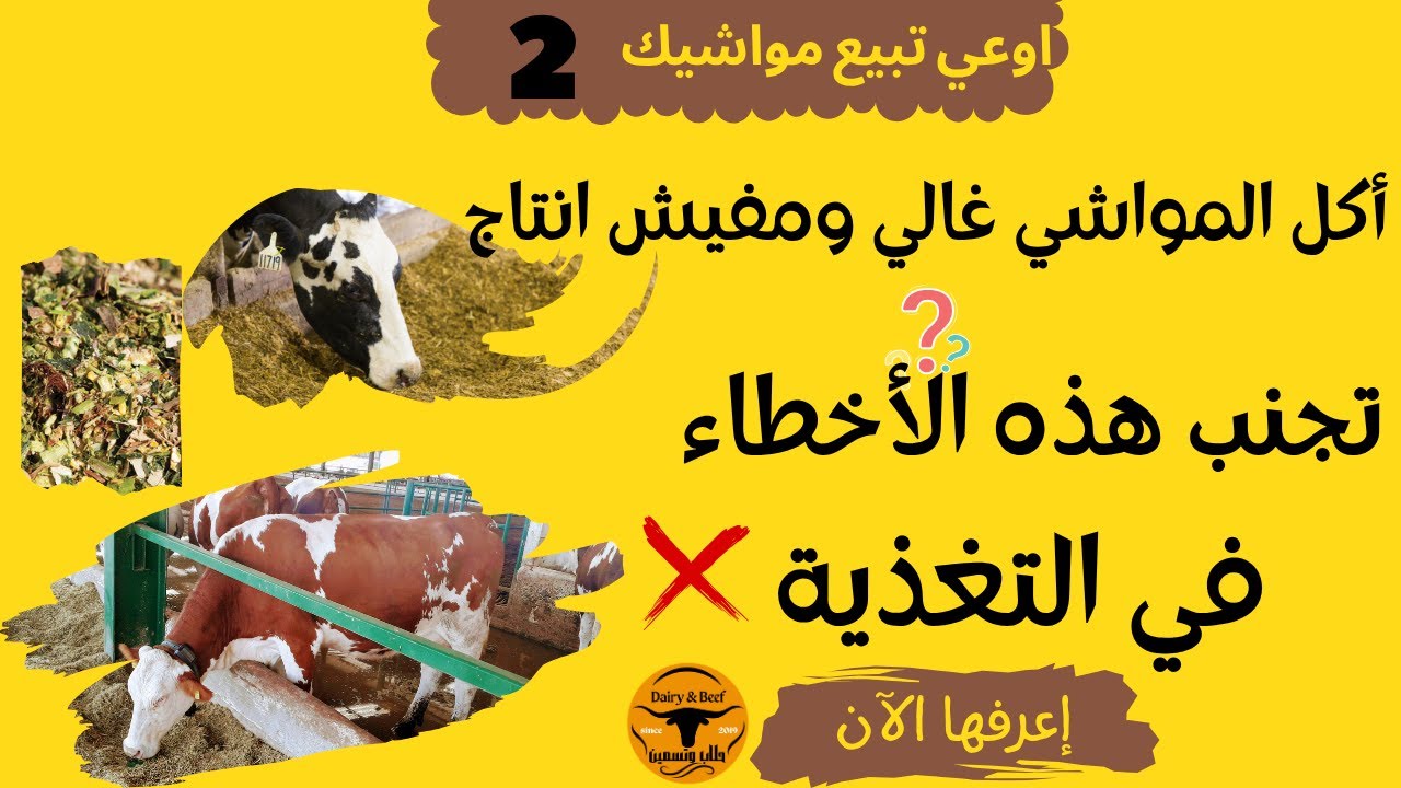 المفاهيم الخاطئة والاخطاء الشائعة في تغذية الأبقار والجاموس، سلسلة اوعي تبيع مواشيك 2