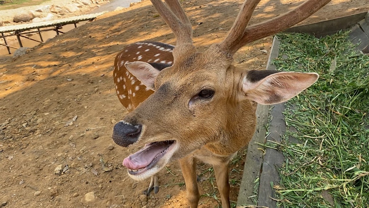 กวางร้อง