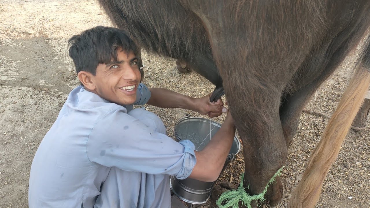 Pure Neeli Ravi Buffalo Buffalo Punjab TV - YouTube