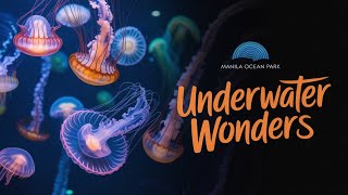 Download 360 Video Virtual Tour Of | Manila Ocean Park | 4k | #oceanpark Video MP3 360 Video Virtual Tour Of | Manila Ocean Park | 4k | #oceanpark