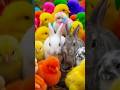 Tangkap Ayam Lucu, ayam warna warni, ayam rainbow, kelinci lucu, bebek lucu, ikan koi, Hewan Lucu