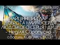 "НАЙЦІННІШИЙ ДАР - ДОБРОТА І МИЛОСЕРДЯ ДУШІ" // НЕДІЛЯ СИРОПУСНА // 11 ДЕНЬ ВІЙНИ • о.Василь КОВПАК