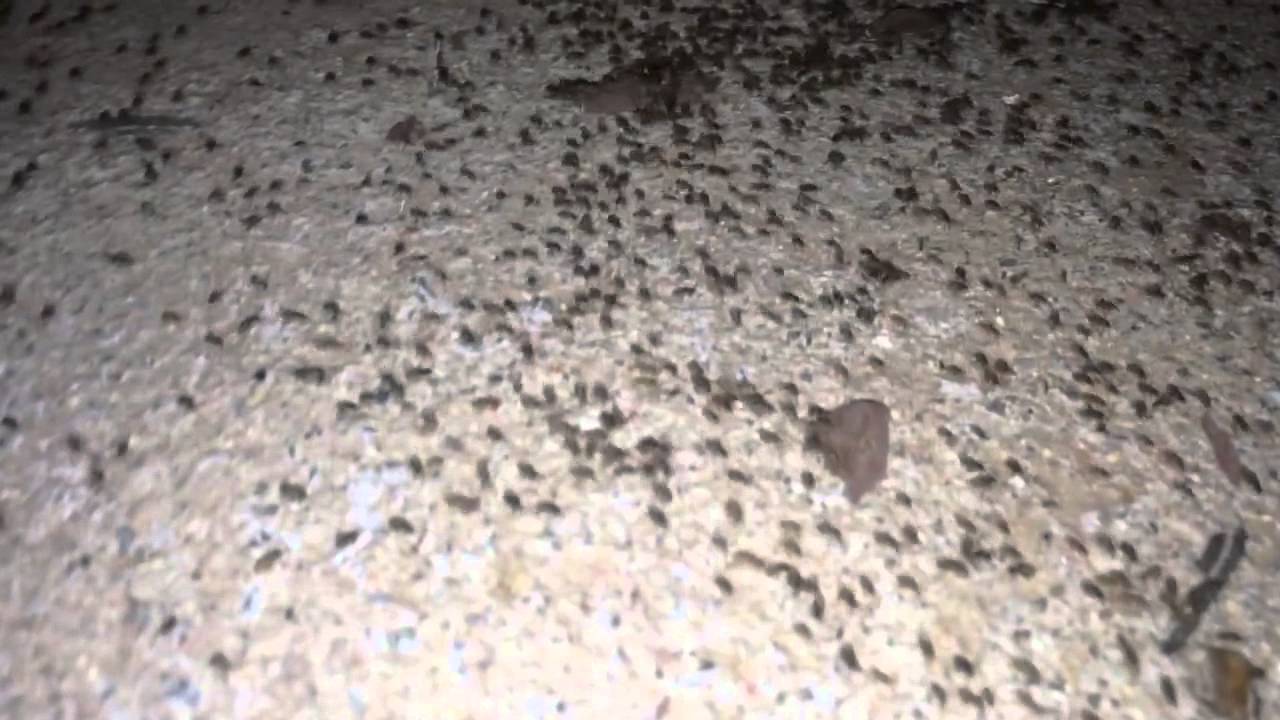 Swarm of bugs - YouTube