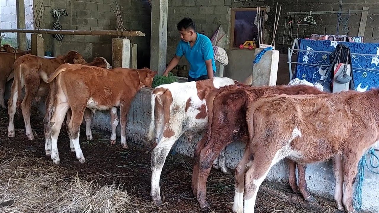 PEDET SUPER GAGAL TOTAL