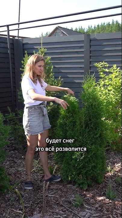 КАК СТРИЧЬ ТУЮ С НЕСКОЛЬКИМИ СТВОЛАМИ #хвойные - YouTube