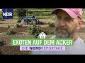 Es geht nur bers ausprobieren sdfrchte wachsen in norddeutschland  die nordreportage