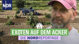 Es geht nur übers Ausprobieren: Südfrüchte wachsen in Norddeutschland | Die Nordreportage