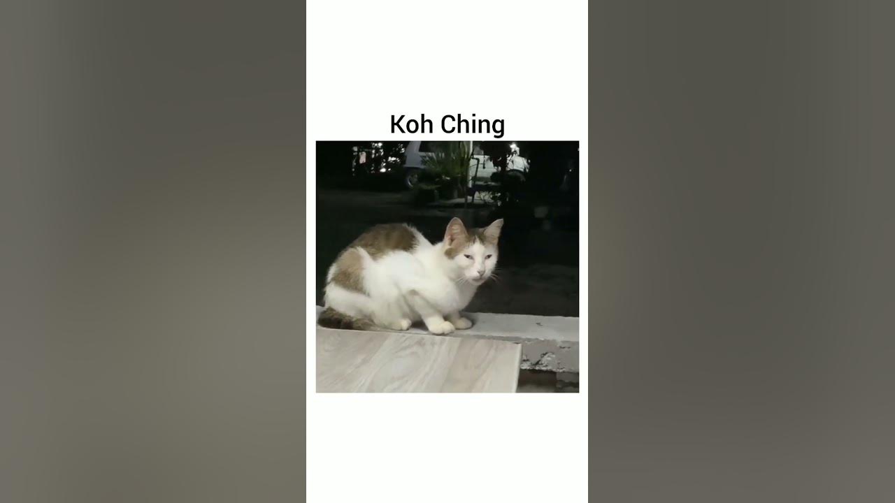 koh ching#kucing #chindo - YouTube