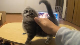The kitten that can't be helped by stroking is cute ...