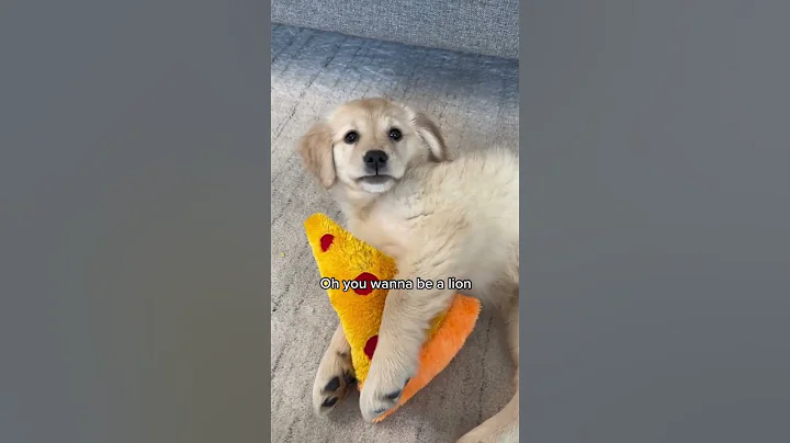 Golden Retriever Puppies: a little lion or just a baby?