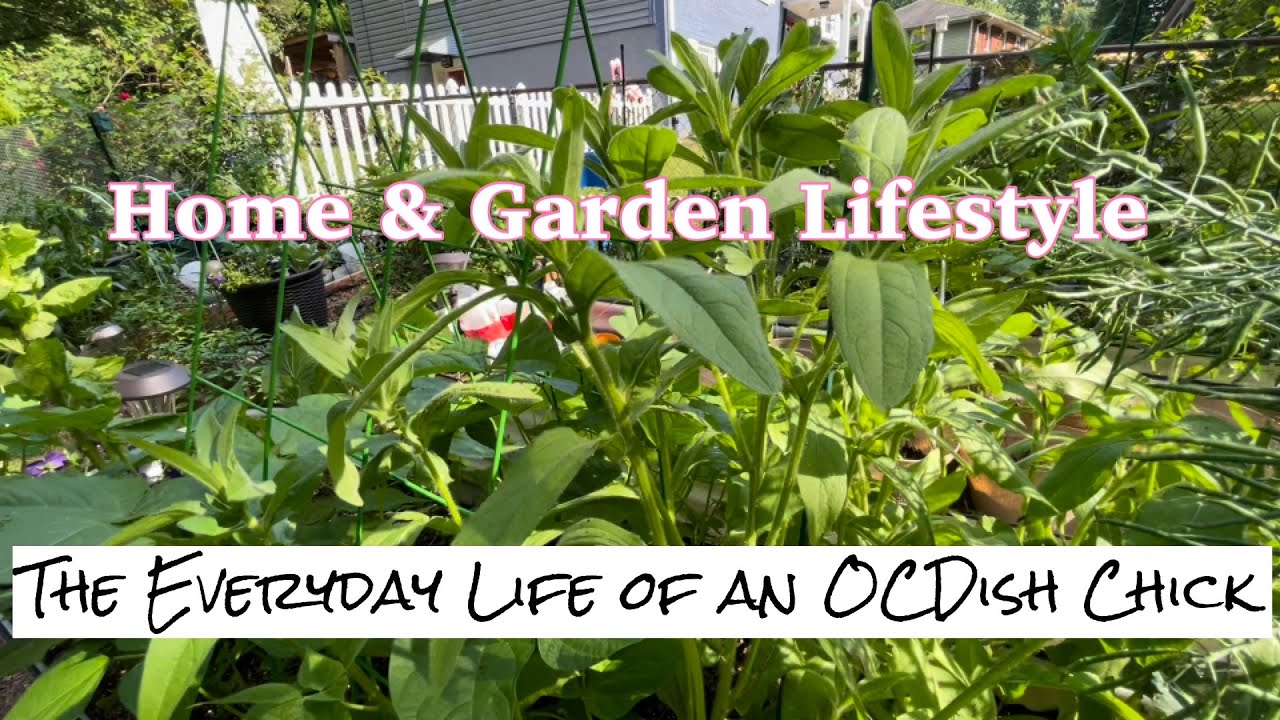 Small Space Gardening white cabbage butterfly + art + cook Maryland Zone 7b 