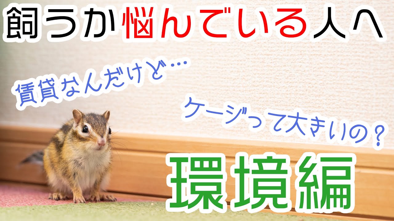 どんな環境で飼うべき シマリスを飼うか悩み中の人へ フェーズ1 1 環境編 Youtube