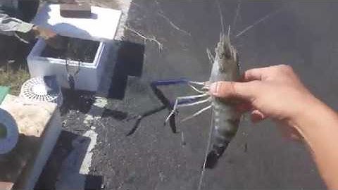 Bắt tôm càng xanh to chà bá lửa.