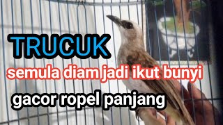 Audio Trucuk Gacor Ropel Ngalas Pancingan Trucuk Agar Bunyi 