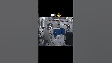 Reactie van dieren op zwaartekracht 😮. #shorts #dieren