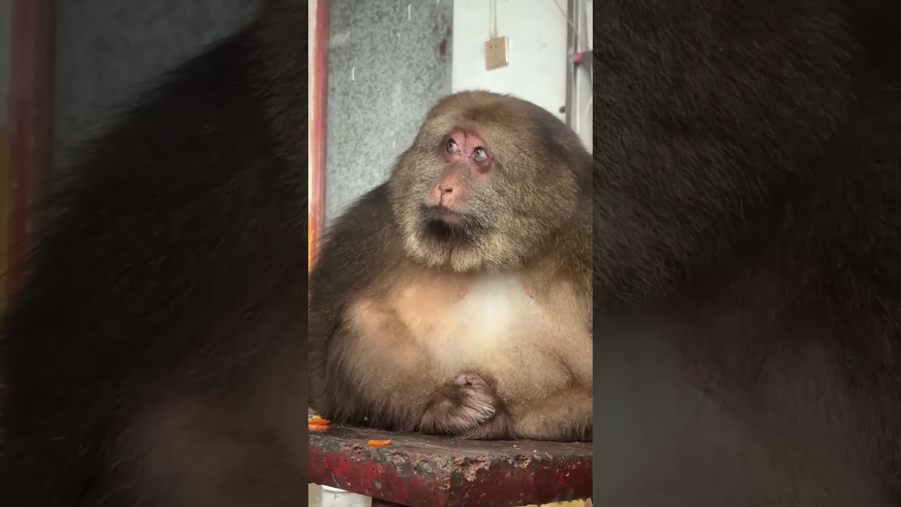 The Heartwarming Interaction Between Xingxing And Her Grandmother 