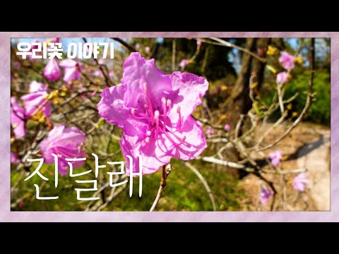 [우리꽃 이야기. 14]  진달래