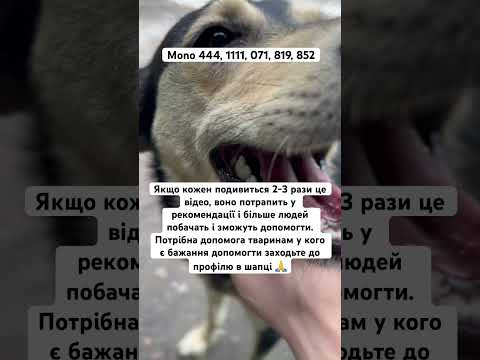 Рятування ❤️🩹 #рекомендації #україна #українськийконтент #животные #котики #цуценя #дача #дом