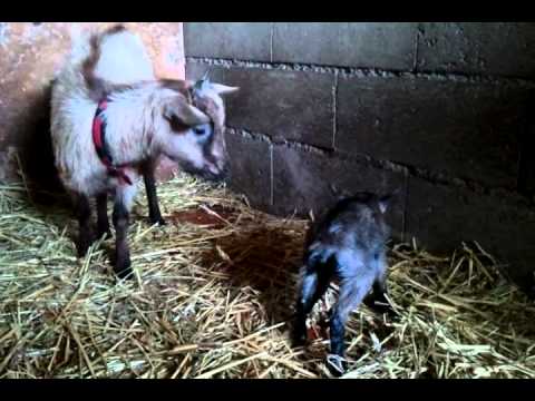 1er 05/2012 naissance chèvre naine - YouTube