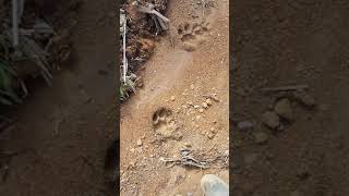 Penemuan jejak harimau sumatra.