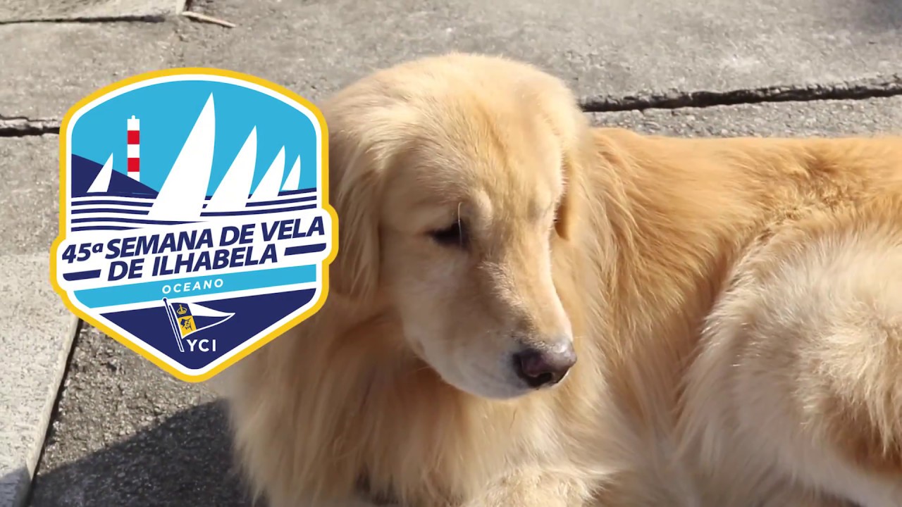 Harry, o cachorro mais famoso da Semana de Vela de Ilhabela