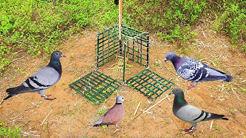 Best Bird Trap - Building fantastic Bird Trap technology using Bamboo