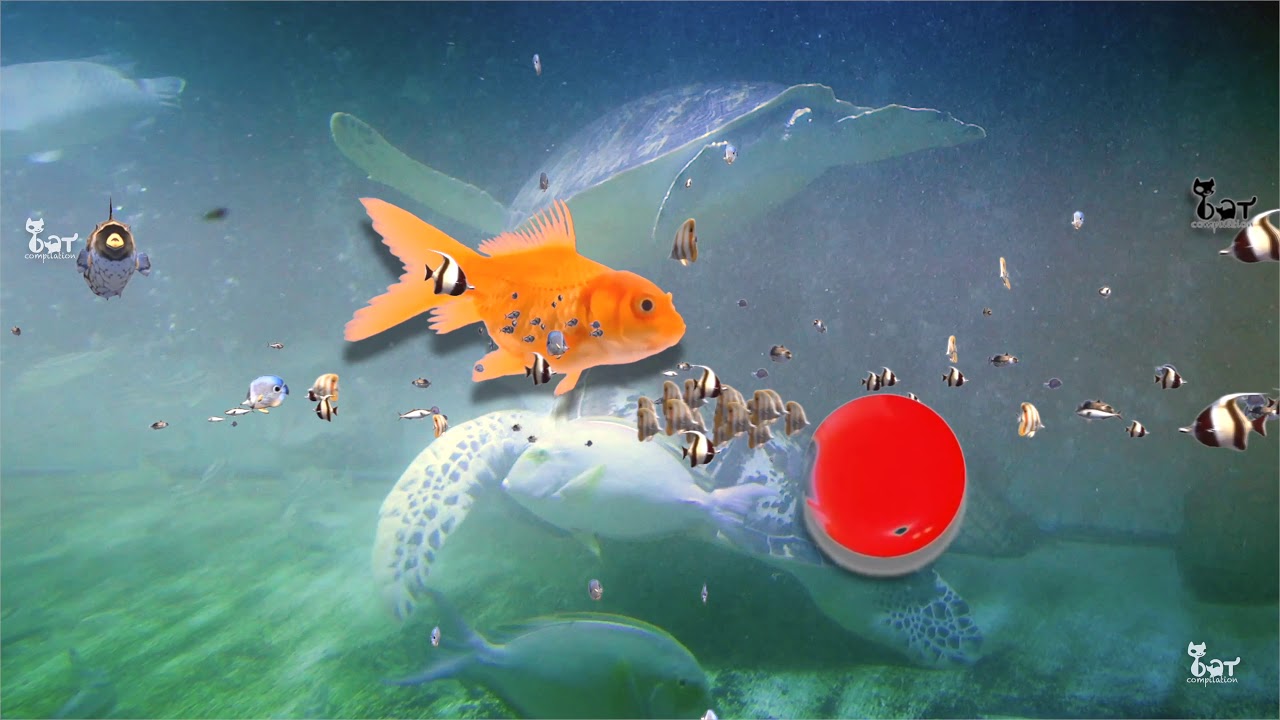 Mettez votre chat devant cette vidéo pour chat avec des poissons et des balles qui vont le captiver