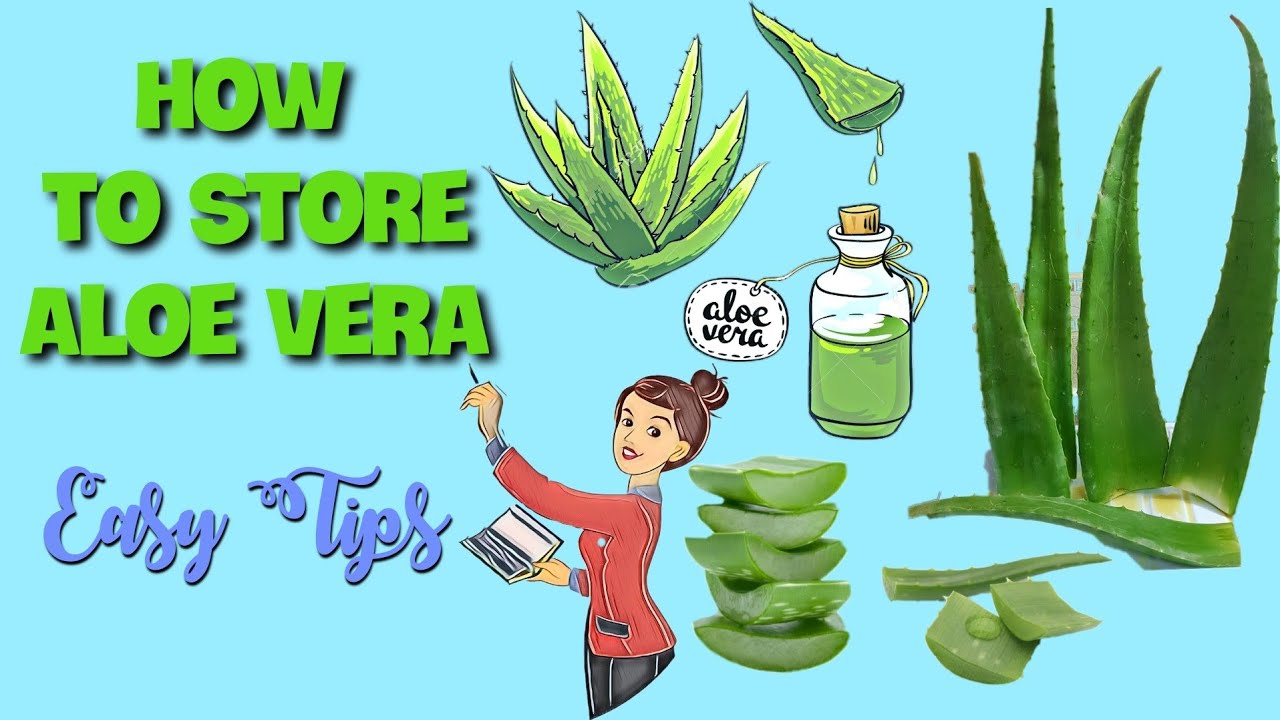 How to store Aloe Vera Leaf for Long Time How to Store Aloe Vera in