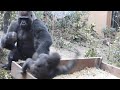 ついにキレた❕激怒した父ゴリラに思いきり突き飛ばされたキンタロウ⭐️Gorilla【京都市動物園】Kintaro was beaten by an angry Momotaro.