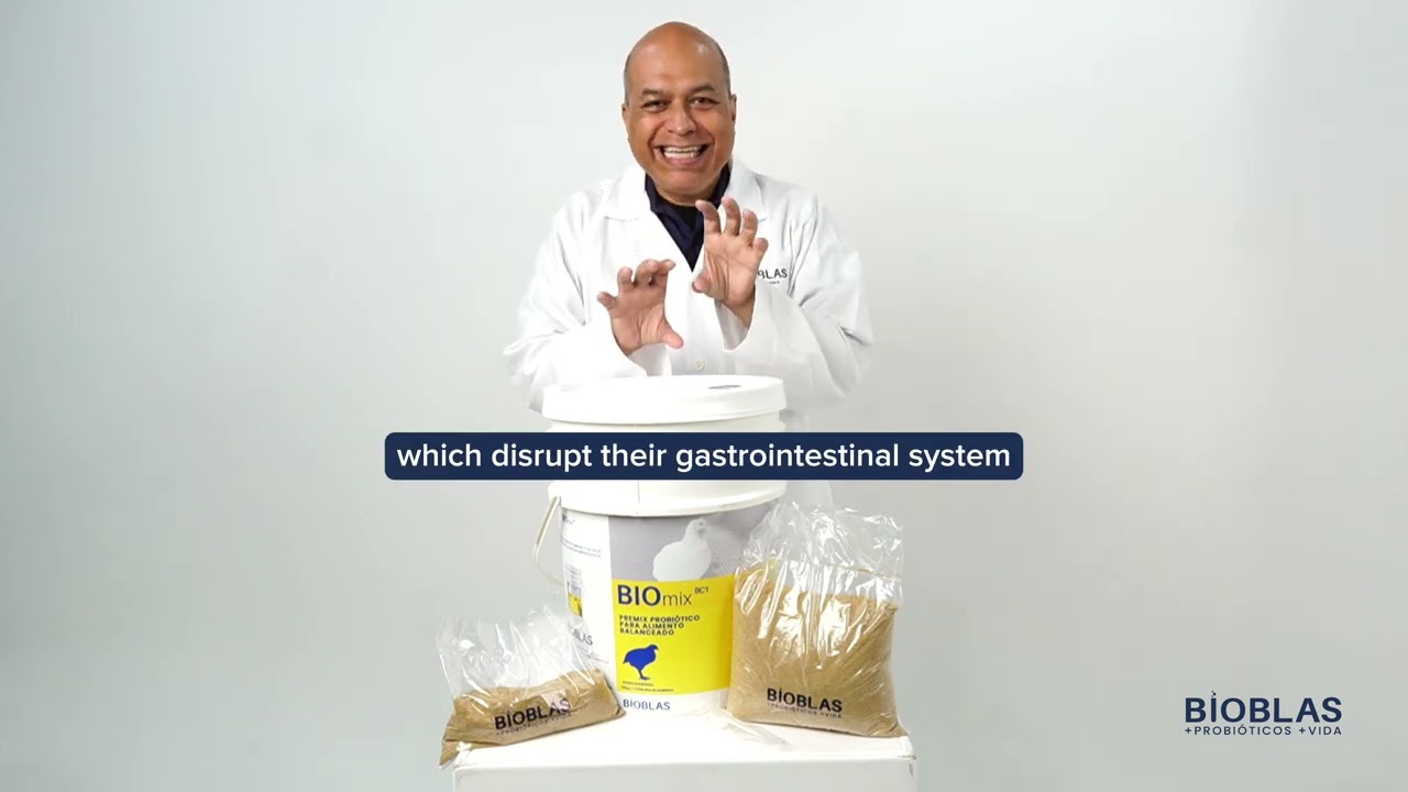 Pollitos con MEJOR CONVERSIÓN ALIMENTICIA 🐤