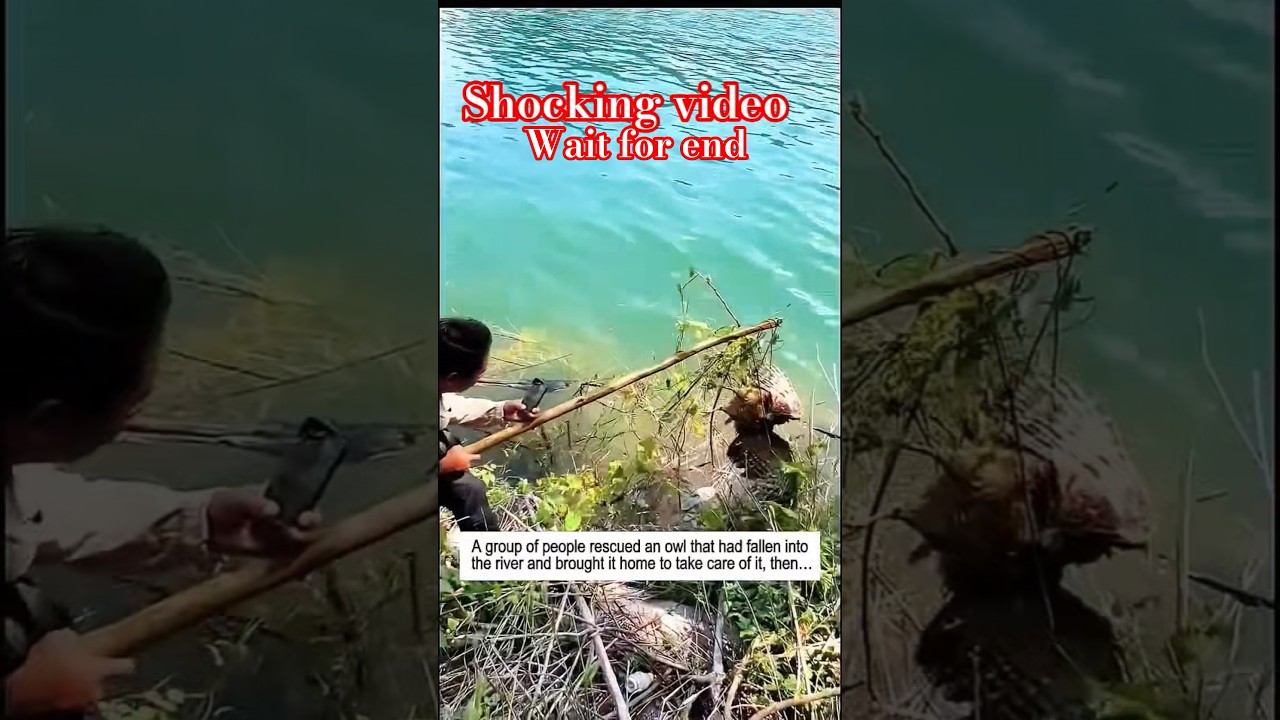 A rare species of exotic owl rescued 