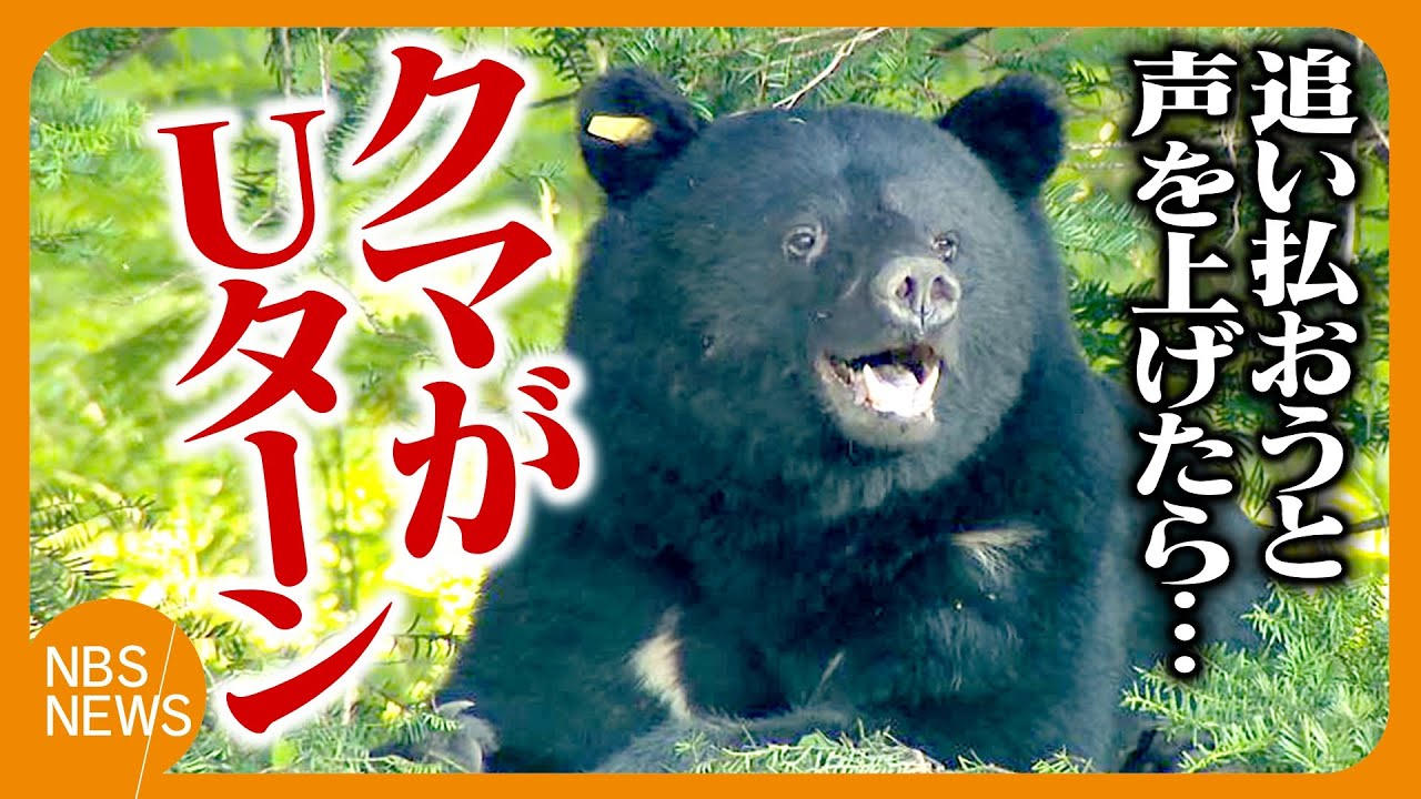 クマを追い払おうと声を上げたらUターン、すごい勢いで」山林組合の