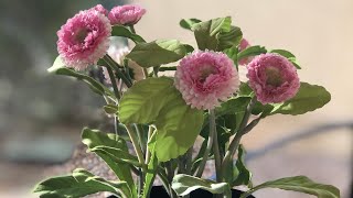 how to blur background iphone 8 plus 5