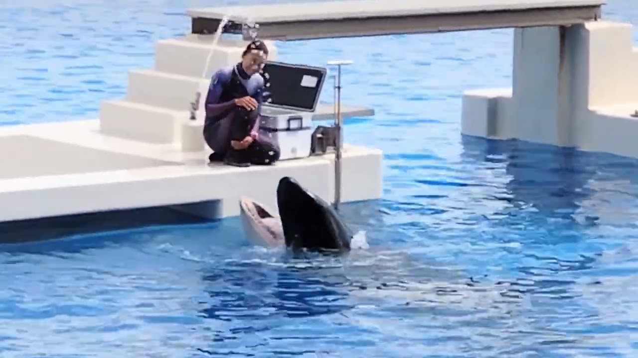 ステラとランの癒やしの時