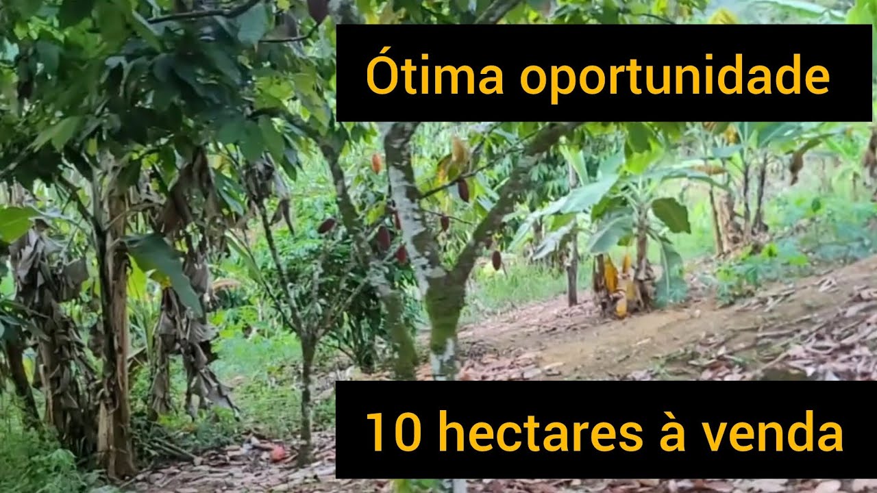 Propriedade à venda no baixo sul da Bahia: Wenceslau Guimarães#roça de cacau#solo fértil#cupuaçu