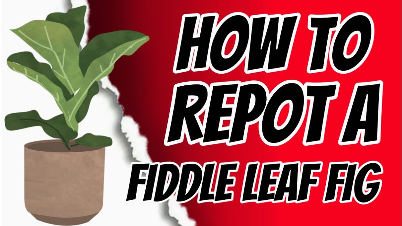 HOW TO REPOT A FIDDLE LEAF FIG | What soil and pot to buy