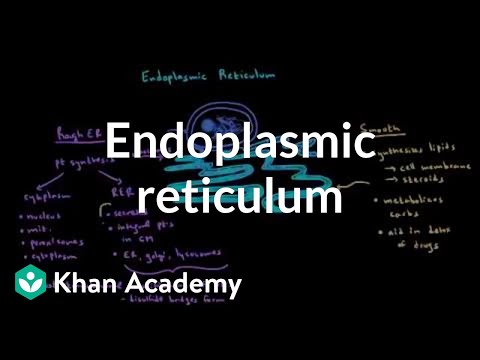 Endoplasmic reticulum and golgi apparatus | Cells | MCAT | Khan Academy