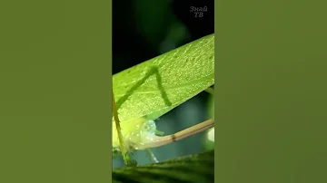 Этот кузнечик никогда не ест зелень!