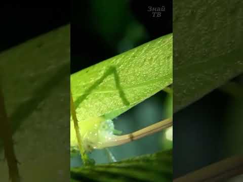 Этот кузнечик никогда не ест зелень!