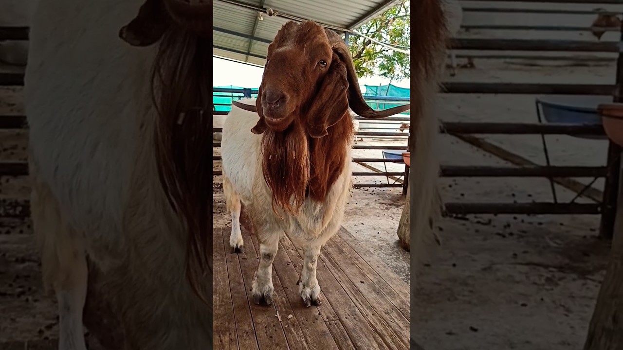 Masha Allah Pure Bloodline Imported Boer Goat - 
