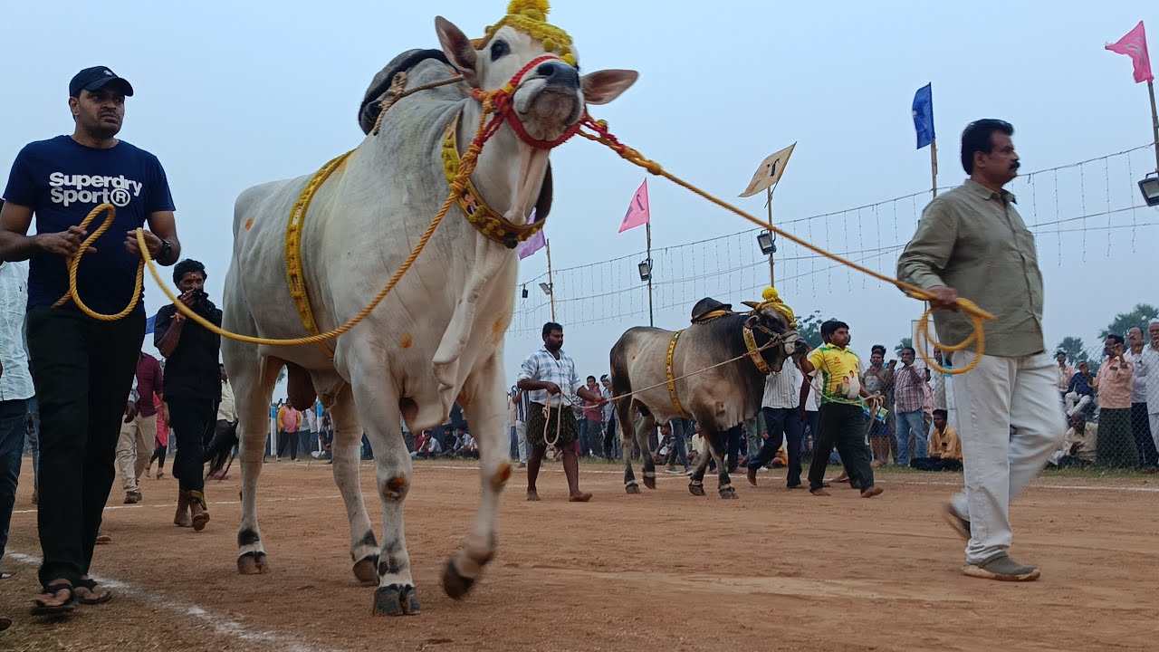 RK bulls vettapalem #youtubeshorts #ytshorts #viral #viralvideo #cricket#love #1million #2million