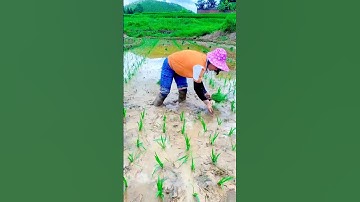 Em Gái Cấy Lúa Hay #máycàymiềntâytv #tractor #agrimotor #mientay